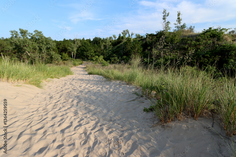 Tall dune grasses rise from the warm sand at Indiana Dunes, swaying in the breeze. Tall dune grasses rise from the warm sand at Indiana Dunes, swaying in the breeze.