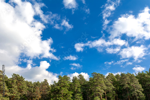 Amazing blue sky with clouds over a pine forest. Summer landscape