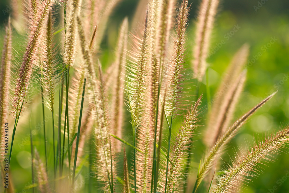 Delicate Blades of Grass Glowing in Soft Morning Light Delicate Blades of Grass Glowing in Soft Morning Light