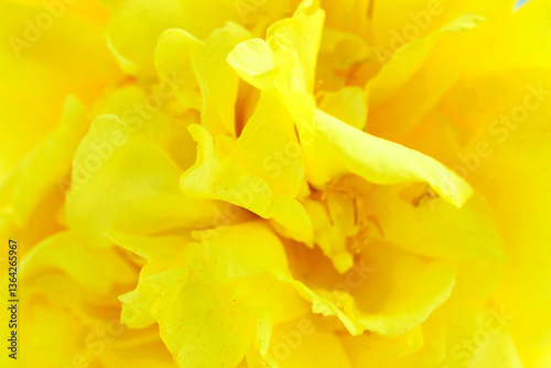 Wallpaper Mural Bright Yellow Floral Abstract Background for Nature and Spring Themes Torontodigital.ca