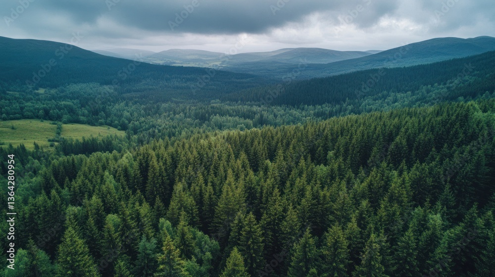 Aerial View of a Lush Forest Aerial View of a Lush Forest