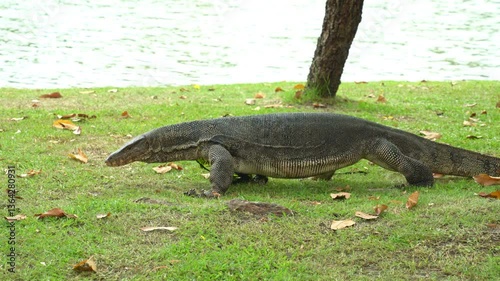 The varanus salvator looking for food on the grass in the park. It is a large lizard native