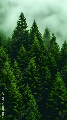 Misty Mountain Evergreen Forest