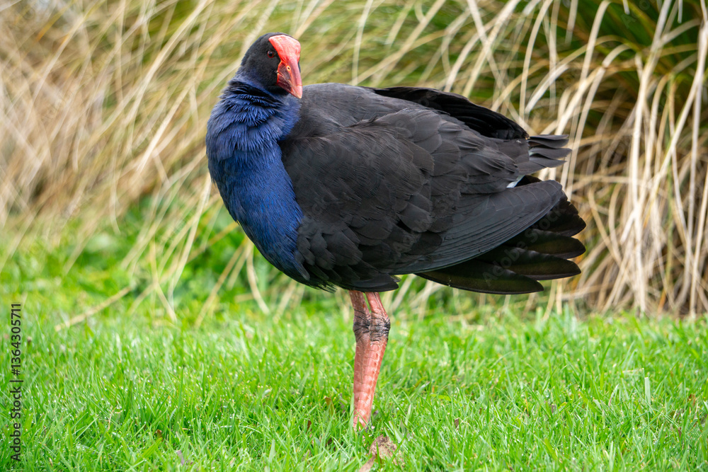 Australian Swamphen/Pūkeko (Porphyrio melanotus) standing in grass Australian Swamphen/Pūkeko (Porphyrio melanotus) standing in grass