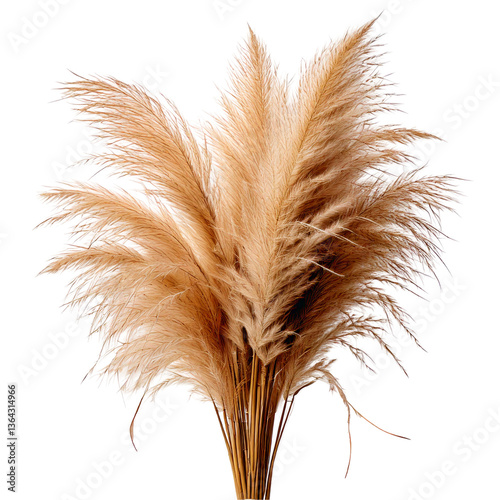 A dried pampas grass plume with soft feathery texture.