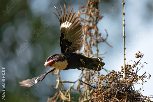 Corydon sumatranus helping each other build a nest.