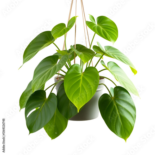 Set of a hanging plant, leaves of the Philodendron  pathos family, isolated on a transparent background.