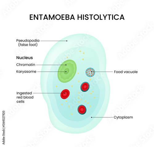 Diagram of Entamoeba Histolytica Structure