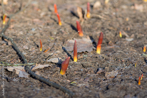 Wallpaper Mural flower sprouts on the ground in spring Torontodigital.ca