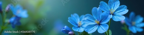 Close-up shot of vibrant blue flowers of Eritrichium canum, Eritrichium canum,  garden