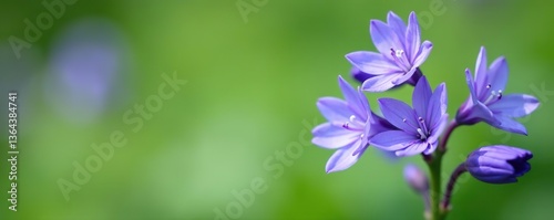 Close up of a cluster of desert bluebell flowers, Phacelia campanularia in Wellesley, Massachusetts,  Wellesley,  flora photo