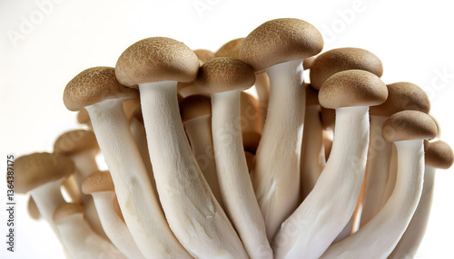 Close-Up of Bunapi-Shimeji Mushrooms Cluster