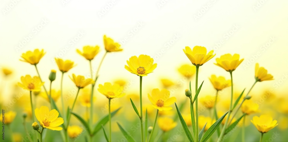 Close-up of bright yellow rapeseed flowers in full bloom, isolated on white background, rapeseed, flowers Close-up of bright yellow rapeseed flowers in full bloom, isolated on white background, rapeseed, flowers