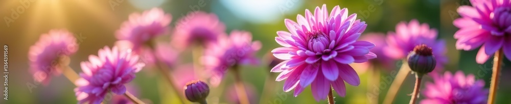 Close up of vibrant purple pom-pom flowers in full bloom on a sunny day, botany, bloom Close up of vibrant purple pom-pom flowers in full bloom on a sunny day, botany, bloom