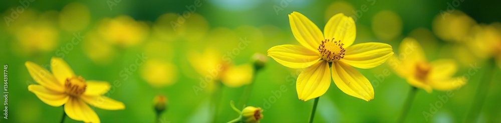 Closeup of vibrant yellow barbarea flowers in a lush meadow, flora, meadow Closeup of vibrant yellow barbarea flowers in a lush meadow, flora, meadow
