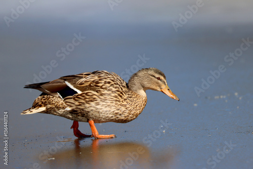 Canvas Print Mallard