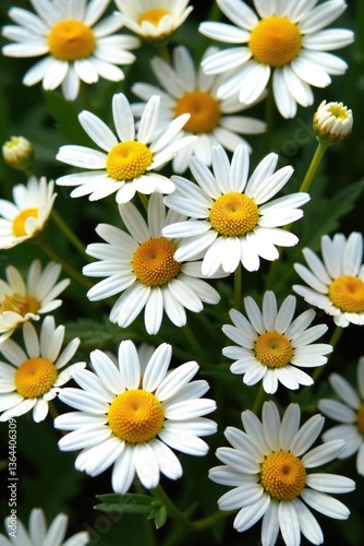 Close-up picture of a botanical collection featuring Chamaemelum nobile or Roman chamomile flowers, known for their medicinal properties,  collection,  Chamaemelum nobile