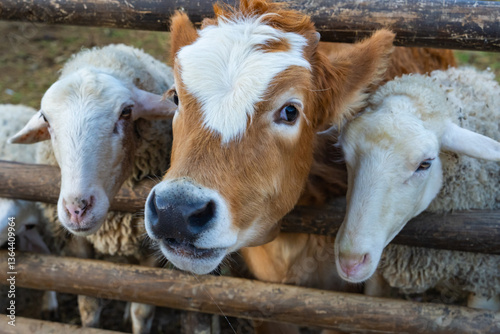 Cows and Sheep (İnek ve Koyunlar) Together Inside the Fences Photo, Uskudar Istanbul, Turkiye (Turkey)