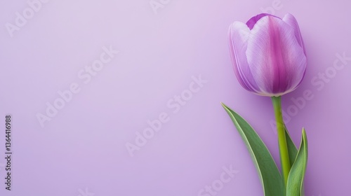 Stock photo of purple tulips on pastel purple background on pastel purple background. Space for copying text.