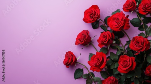 Stock photo of red roses on pastel purple background on pastel red background. Space for copying text.