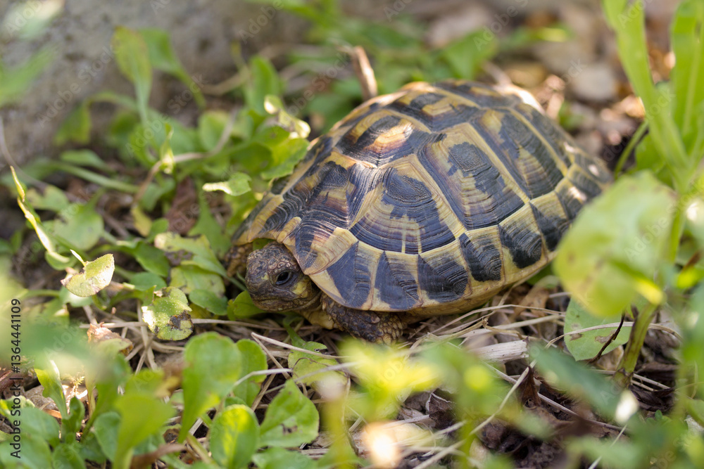 Ängstliche Schildkröte Ängstliche Schildkröte