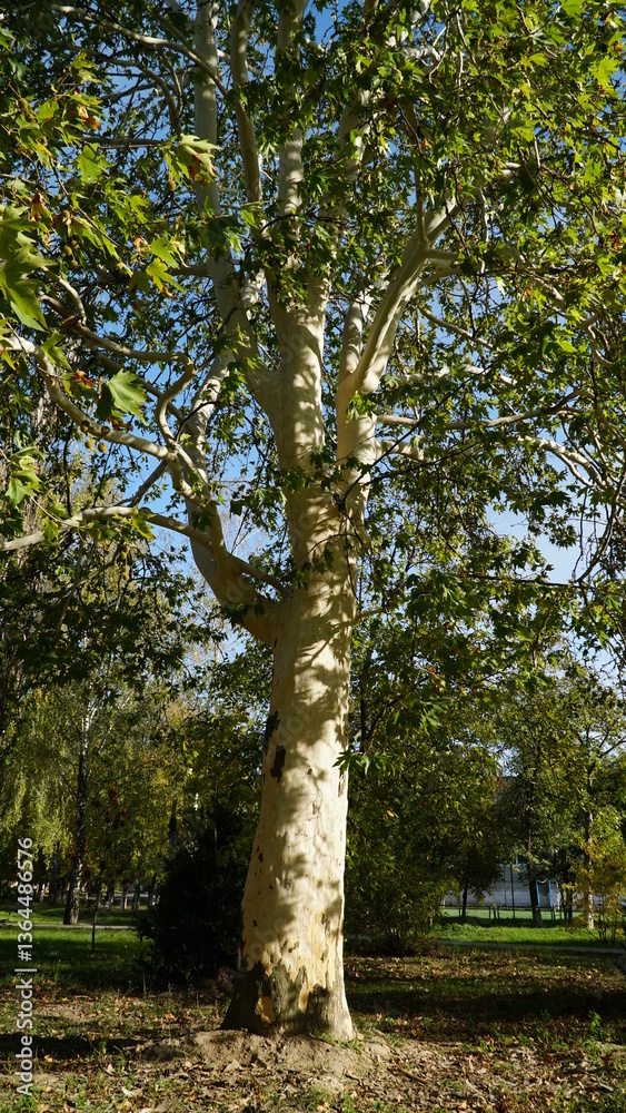 Naklejka premium The trunk, bark, leaves and fruits of Platanus occidentalis, also known as the American, London plane tree. Bark of the sycamore tree. Maple. Sycamore. Different colors of the tree trunk. Platan. n