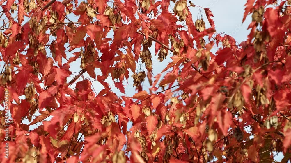 Crimson maple leaves and winged samaras fluttering, catching sunlight against azure sky, representing seasonal botanical serenity and delicate autumn transitions Crimson maple leaves and winged samaras fluttering, catching sunlight against azure sky, representing seasonal botanical serenity and delicate autumn transitions