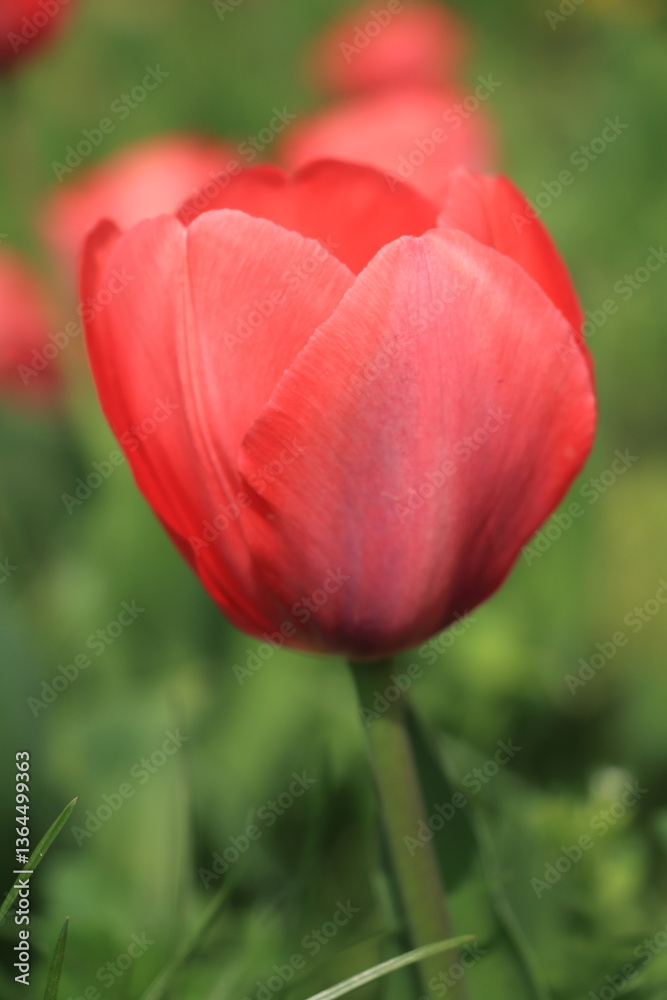 Close-up of a red tulip in bloom Close-up of a red tulip in bloom