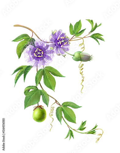 Hand-drawn passion flower or Passiflora Incarnata pencil illustration isolated on white with clipping path