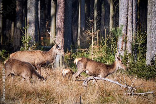 Fototapeta Naklejka Na Ścianę i Meble -  Rotwild ( Cervus elaphus ).
