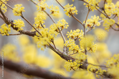 Yellow cornelian cherry blossoms heralding the beginning of spring. Cornus officinalis