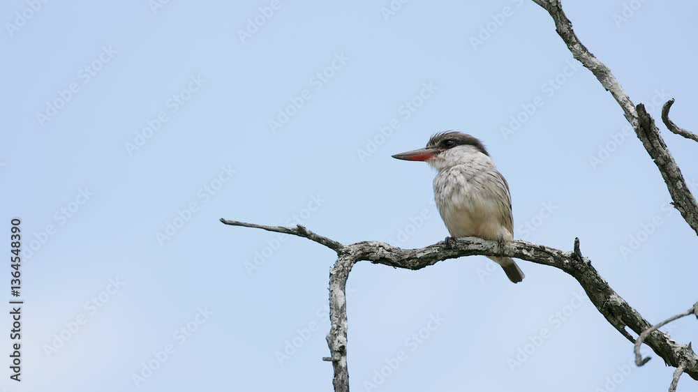 Fluffy little Striped kingfisher bobs head on tree perch in blue sky