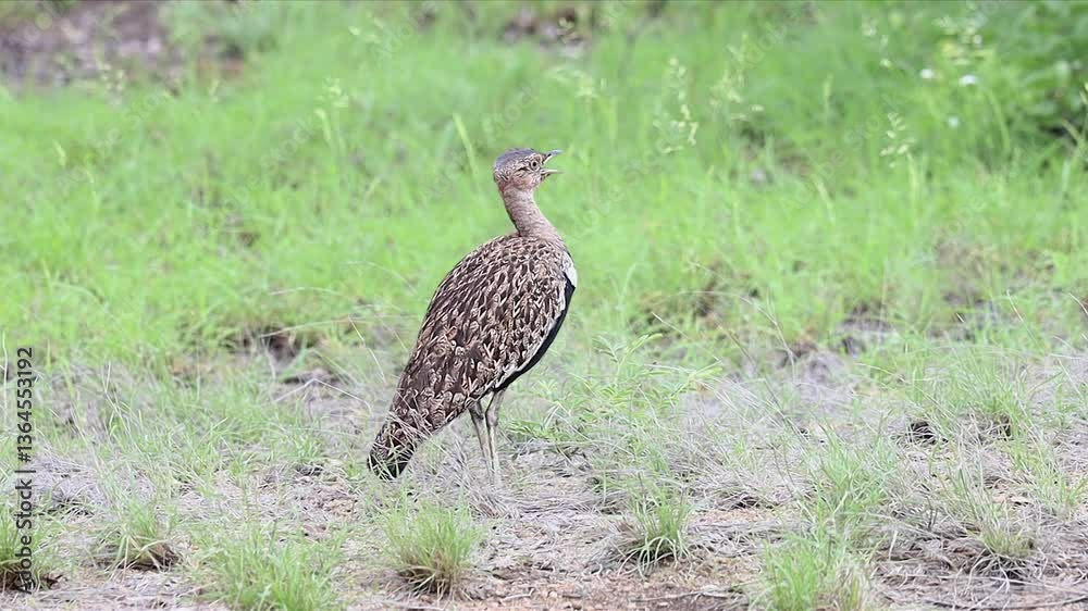 Red crested Korhaan hen makes unique vocalizations on green savanna Red crested Korhaan hen makes unique vocalizations on green savanna