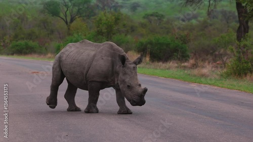 Lone white rhino walks down asphalt road in Kruger National Park