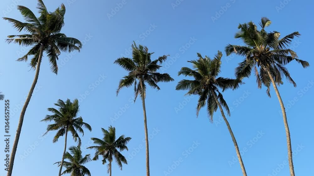 A beautiful blue sky with palm trees in the background. The palm trees are tall and lush, creating a tropical atmosphere A beautiful blue sky with palm trees in the background. The palm trees are tall and lush, creating a tropical atmosphere
