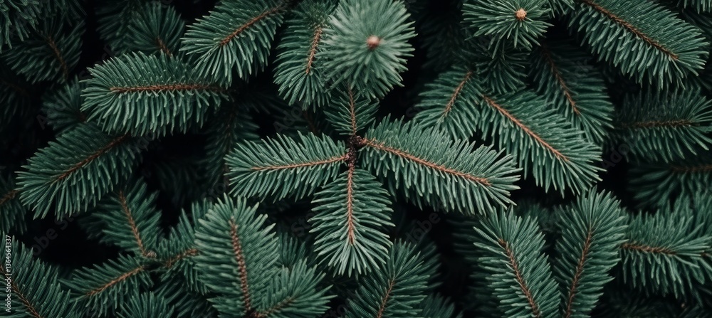 Dark Green Lush Fir Branches Background, Christmas Tree Texture, Natural Festive Wallpaper. Dark Green Lush Fir Branches Background, Christmas Tree Texture, Natural Festive Wallpaper.