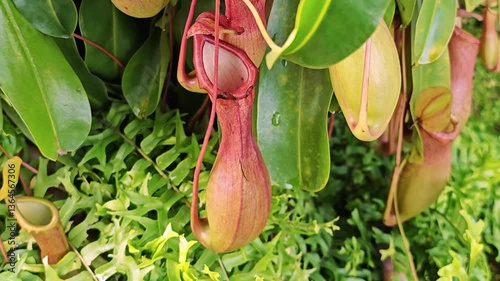 flower Nepenthes, monkey pitcher plant