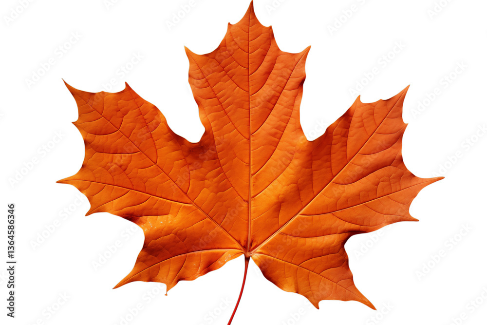 single orange maple leaf with multiple pointed lobes, autumn-inspired natural beauty and vibrant details png on transparent background single orange maple leaf with multiple pointed lobes, autumn-inspired natural beauty and vibrant details png on transparent background