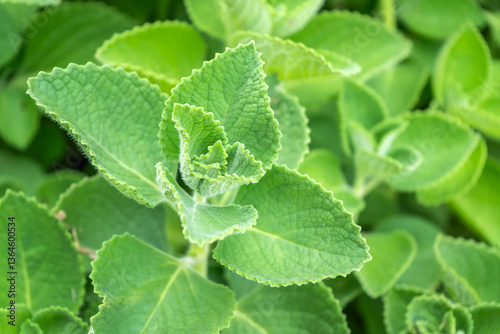 Indian borage (Plectranthus amboinicus), also known as Coleus amboinicus, is a versatile herb that can be used both as a culinary ingredient and as a medicinal herb in a vegetable and herb garden.
