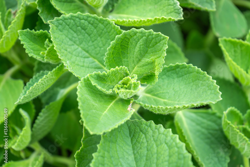 Indian borage (Plectranthus amboinicus), also known as Coleus amboinicus, is a versatile herb that can be used both as a culinary ingredient and as a medicinal herb in a vegetable and herb garden.
