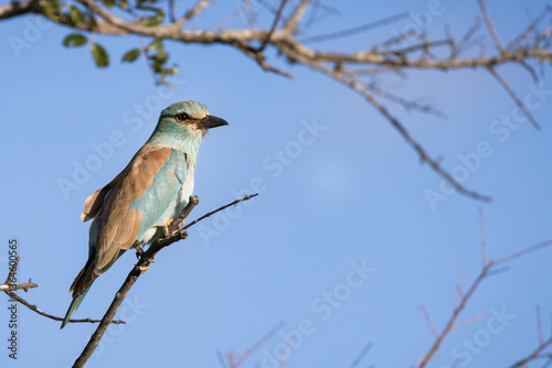 European roller bird closeup with blue sky background