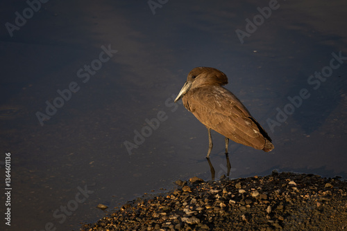 Hammerhead bird in water