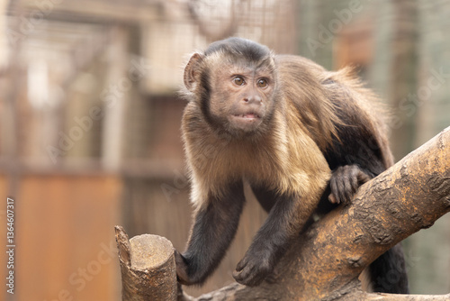 Monkey sitting on a tree branch