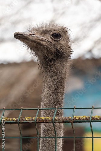 A close-up of an ostrich. It is behind a wire fence, which is covered with yellow moss or lichen.