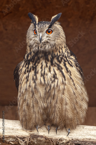 Owl close up. There he sits on the top, with bright orange eyes, expressive “ears” and detailed eyes in brown and black shades.
