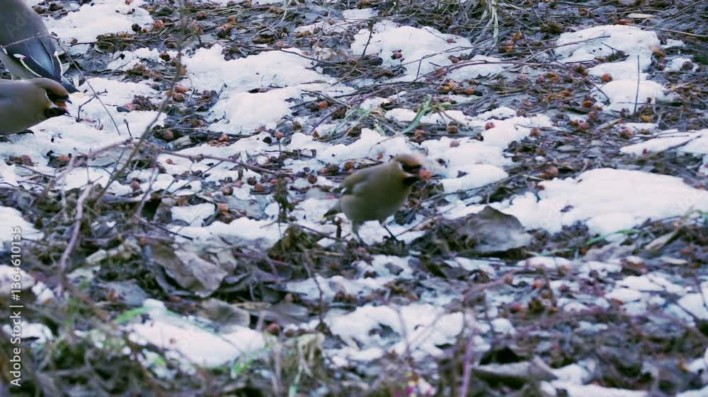 Bohemian Waxwings (Bombycilla garrulus) pecks at red rowan berries that have fallen to the ground. Early spring. Slow motion. Bohemian Waxwings (Bombycilla garrulus) pecks at red rowan berries that have fallen to the ground. Early spring. Slow motion.