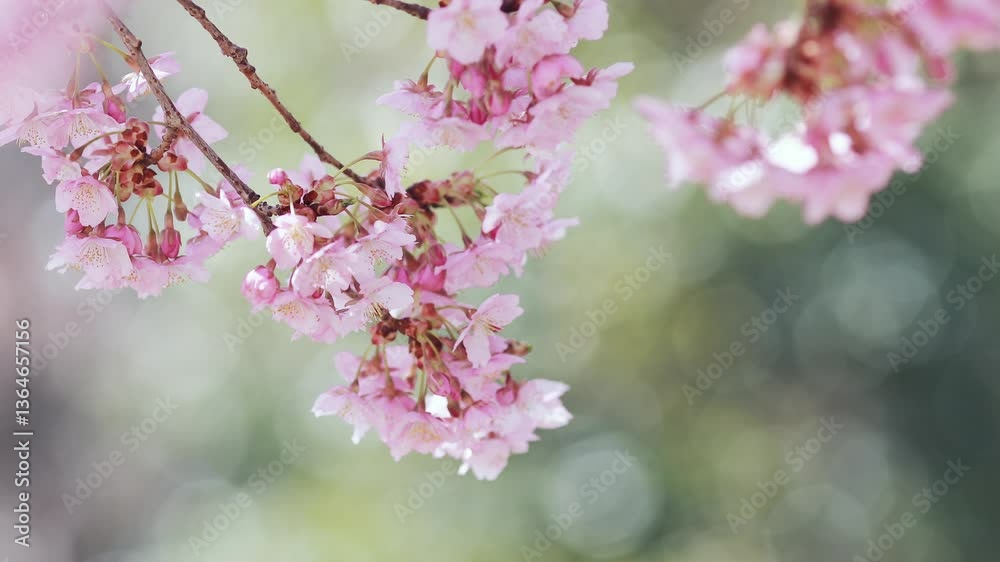 河津桜のクローズアップ 河津桜のクローズアップ