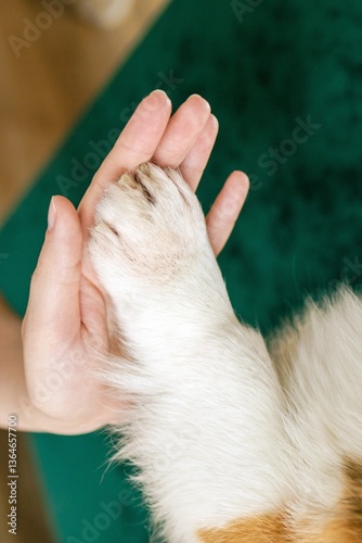 Heartwarming moment of connection between paw of dog and hand of human giving a high five.