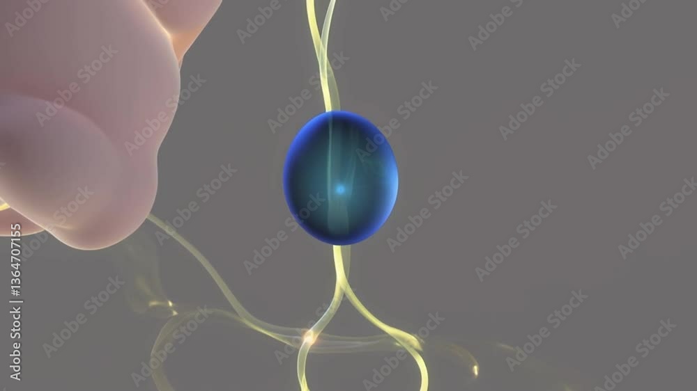 Pregnancy Stages Fetal Development & Maternal Health Animation A serene ...
