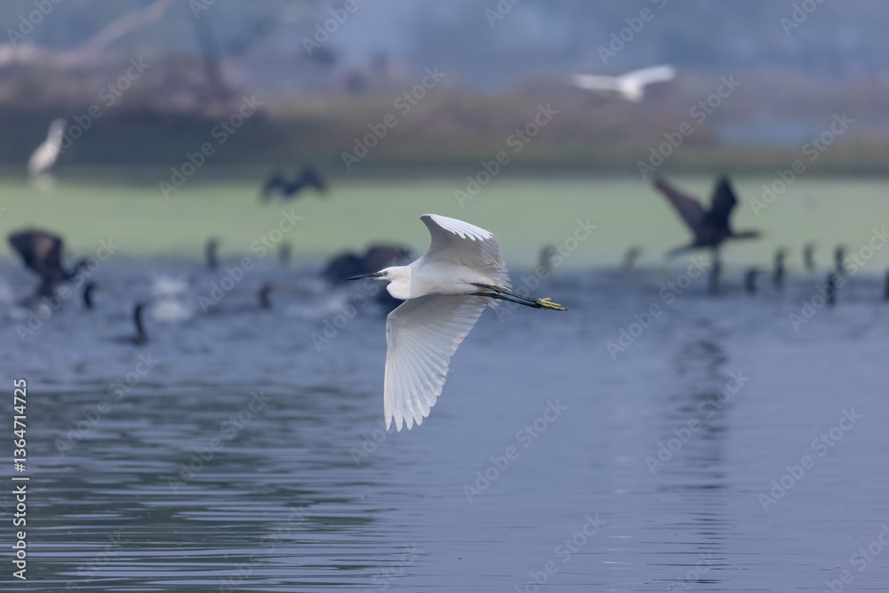 Intermediate egret (Ardea intermedia) bird in forest. Intermediate egret (Ardea intermedia) bird in forest.